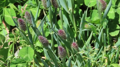 Alpine Timothy