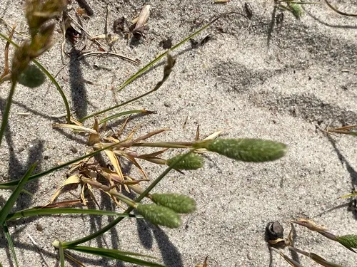 Sand Timothy