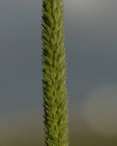 Italian Timothy