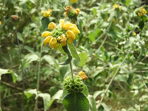 Shrubby Jerusalem Sage — photo by dudblast