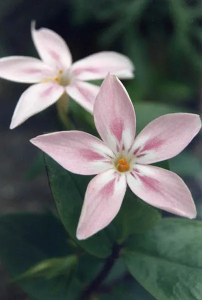 Northern Phlox — photo by Ghislain118 (AD) http://www.fleurs-des-montagnes.net