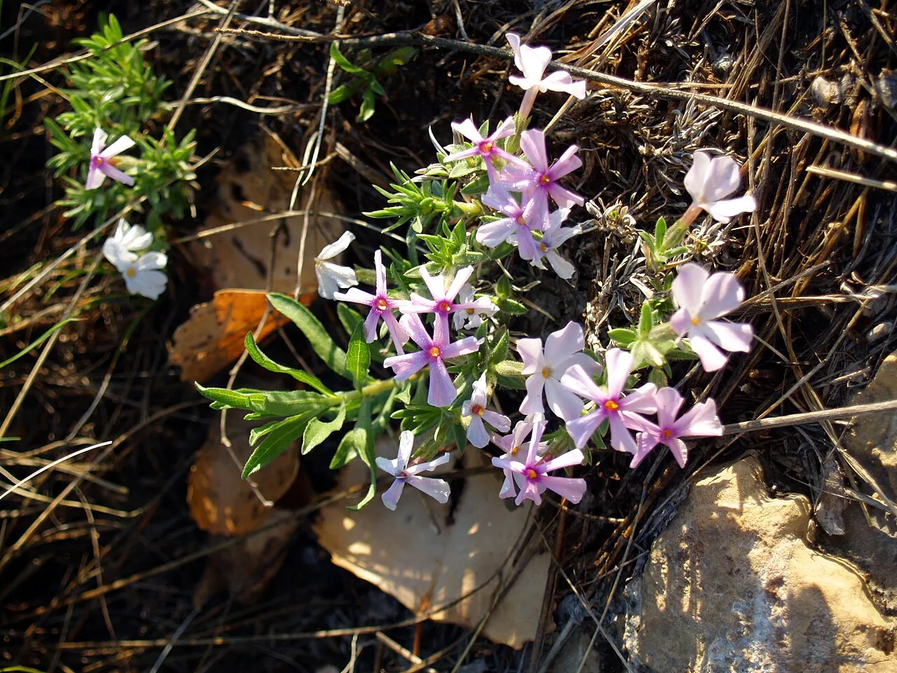Alyssumleaf Phlox
