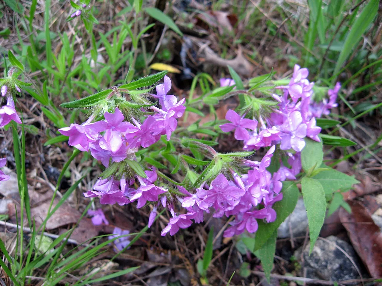 Hairy Phlox (subsp. amoena) — photo by Mason Brock ( Masebrock )