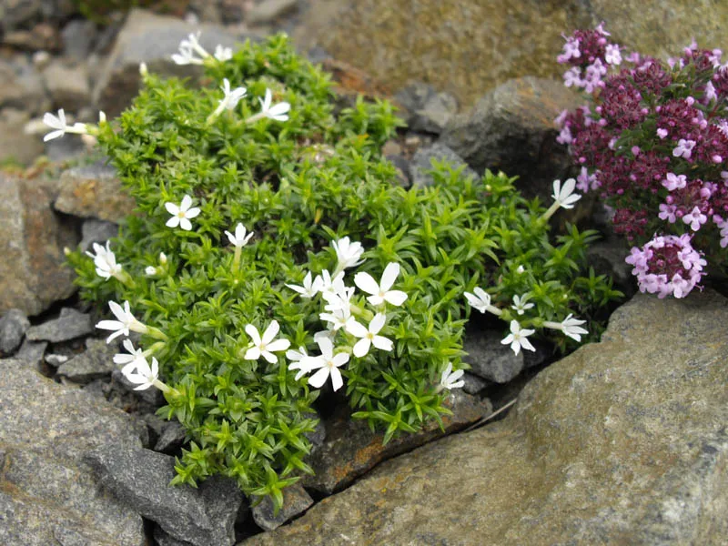 Dense Mountain Phlox (subsp. densa) — photo by Ghislain118 http://www.fleurs-des-montagnes.net