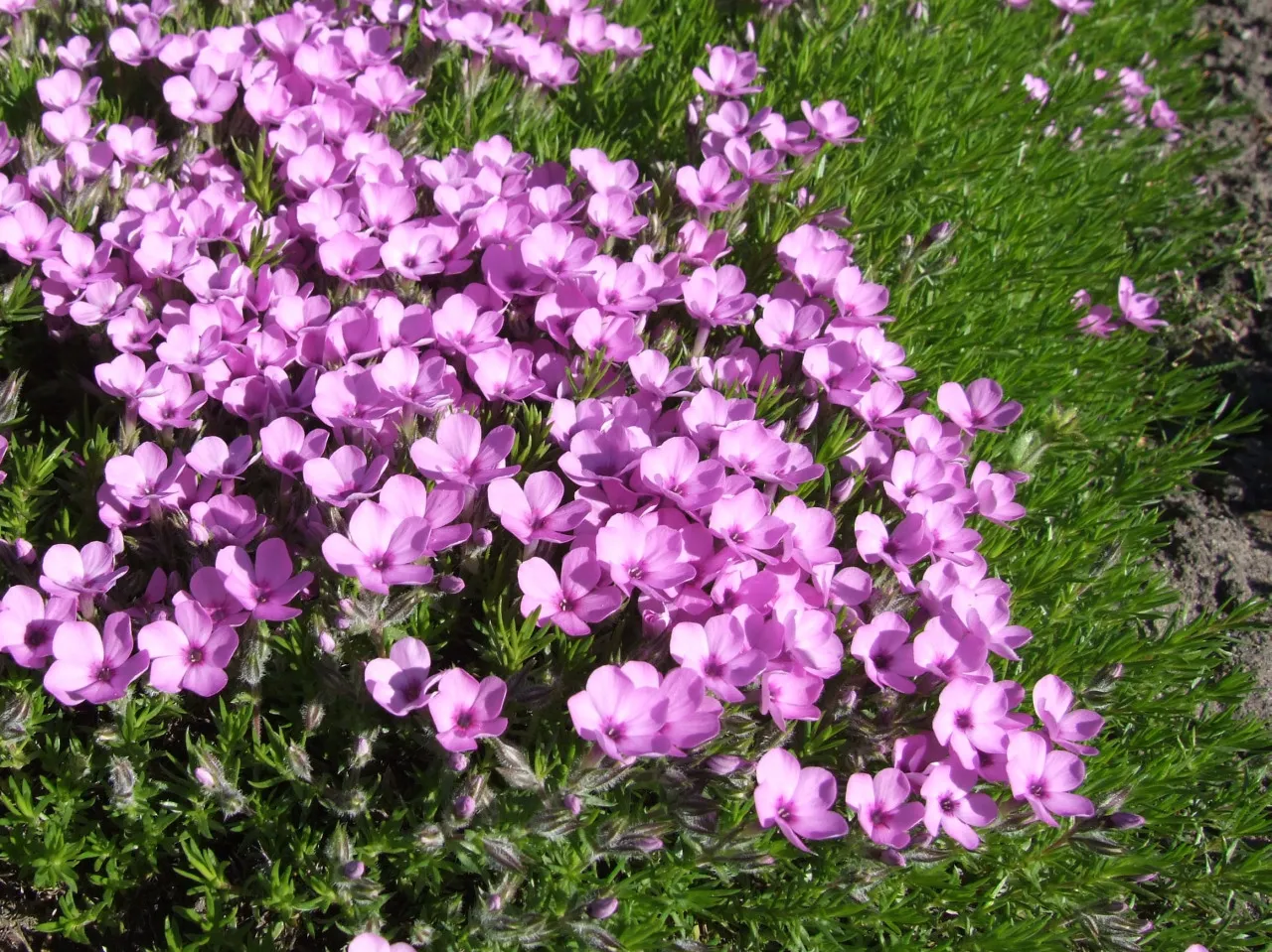 Tufted Phlox — photo by Jerzy Opioła