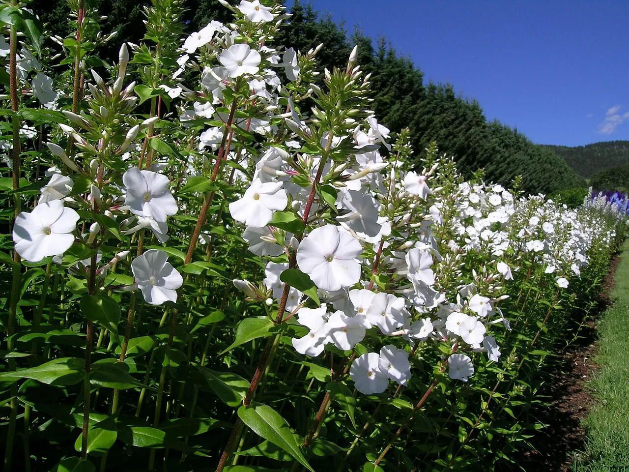 Thickleaf Phlox — photo by User:Mahlum