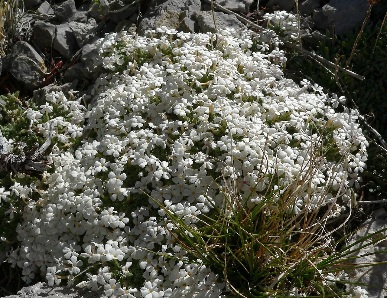Dwarf Phlox — photo by Stan Shebs