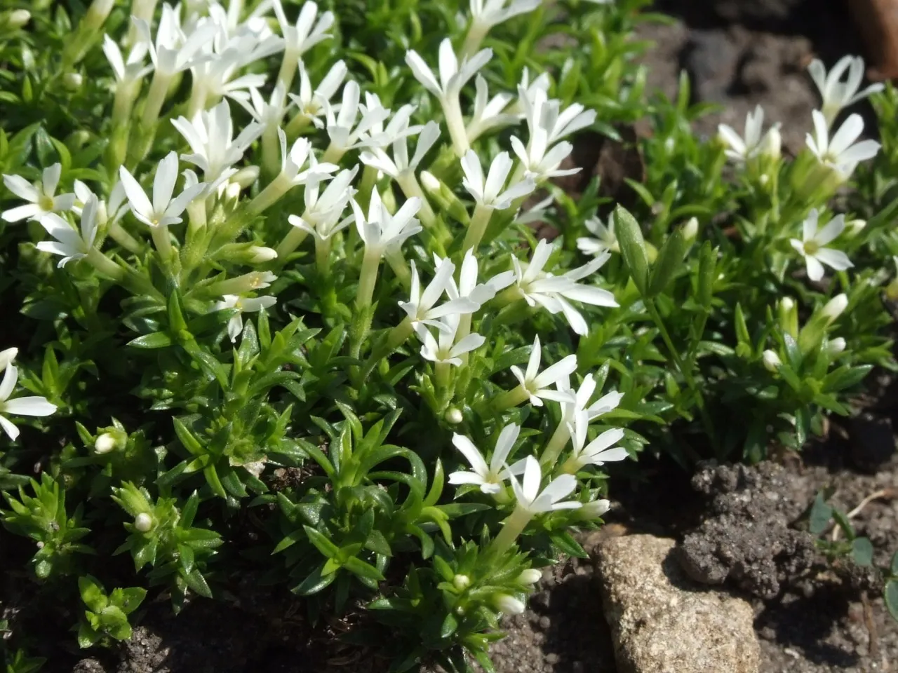 Coville's Phlox — photo by Jerzy Opioła