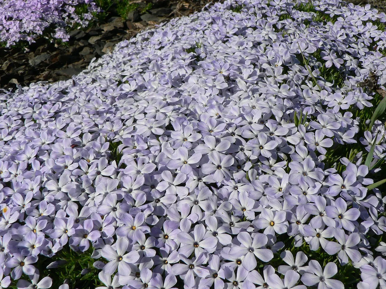 Spreading Phlox (subsp. diffusa) — photo by Walter Siegmund (talk)