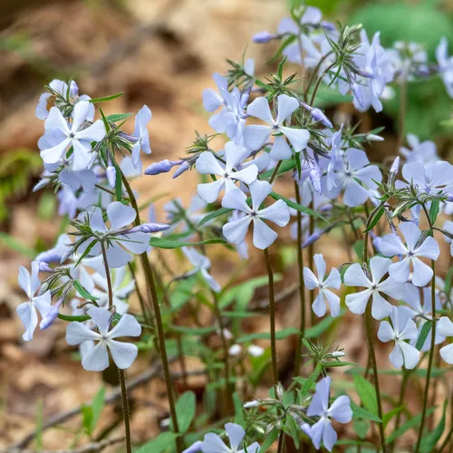 Wild Blue Phlox — photo by Patrick Hanly