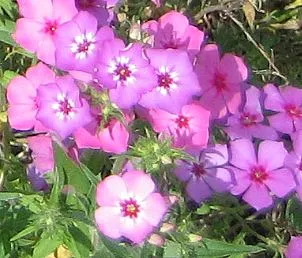 Annual Phlox