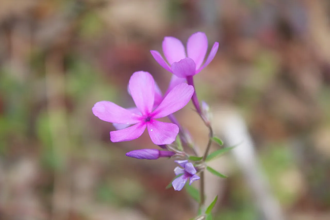 Florida Phlox — photo by Xalsier
