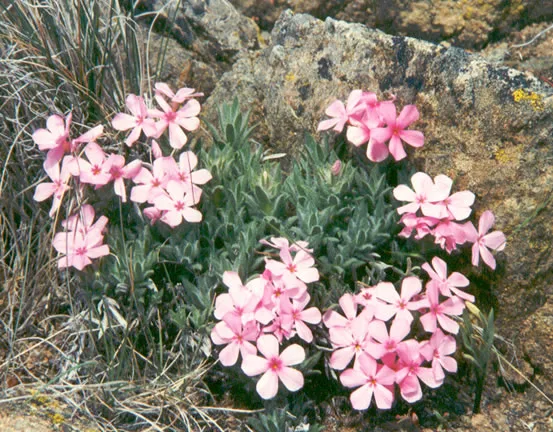 Yreka Phlox — photo by Twyla Miller