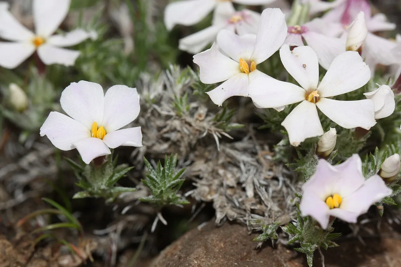 Spiny Phlox — photo by Walter Siegmund (talk)