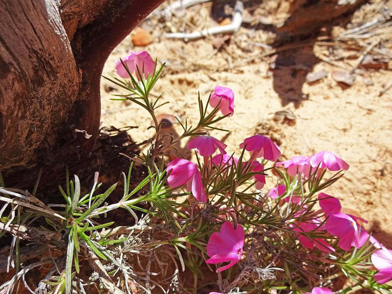 Zion Phlox — photo by Andrey Zharkikh from Salt Lake City, USA