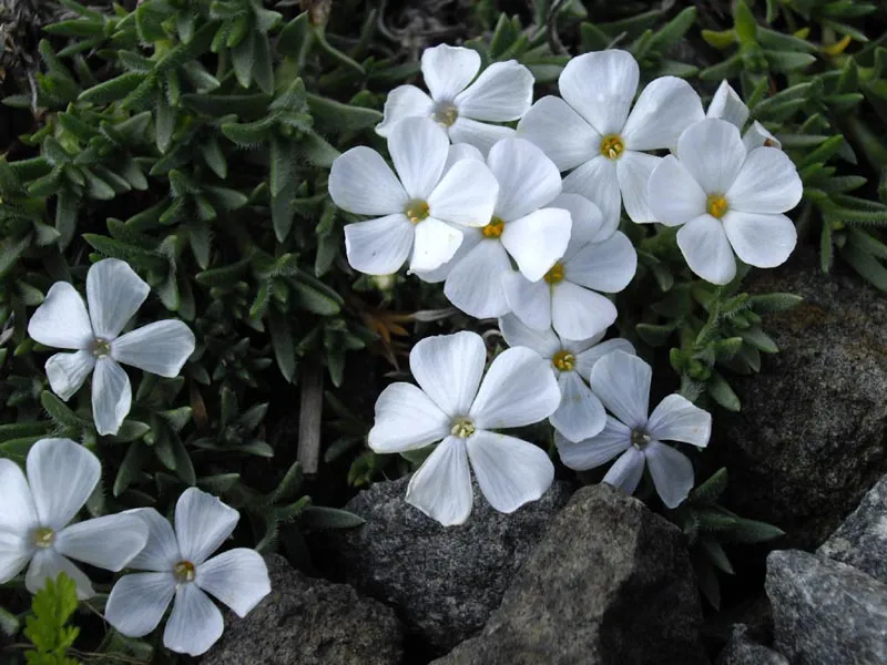 Saline Phlox (subsp. salina) — photo by Ghislain118 http://www.fleurs-des-montagnes.net