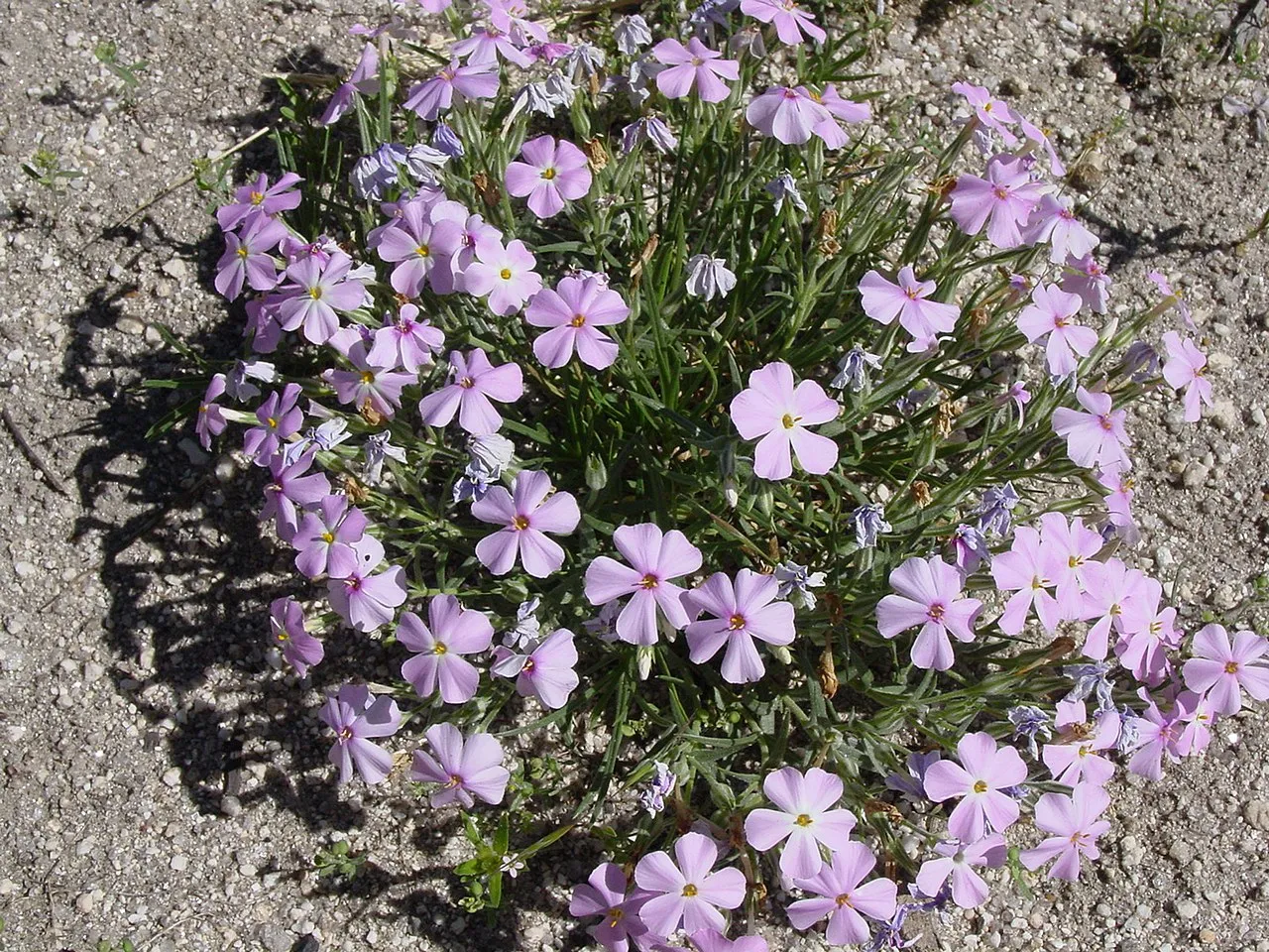 Longleaf Phlox — photo by Wallace Keck