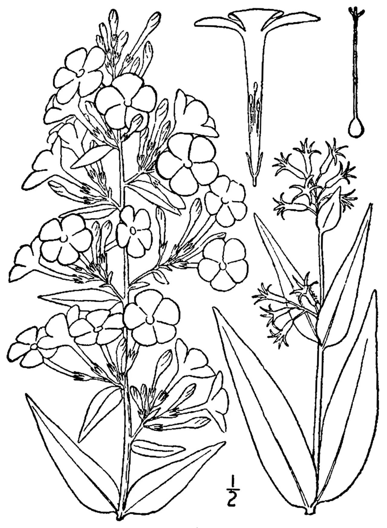 Wild Sweetwilliam — photo by Britton, N.L., and A. Brown. 1913. An illustrated flora of the northern Unite…