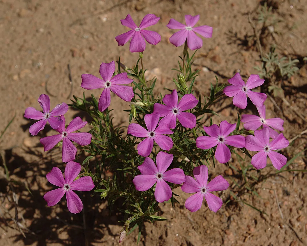 Santa Fe Phlox — photo by JerryFriedman