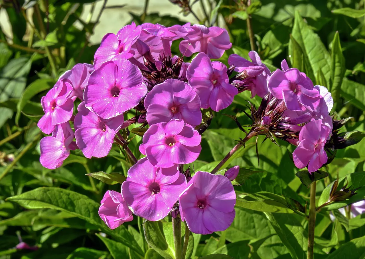 Fall Phlox — photo by Didier Descouens