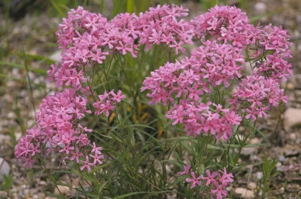 Downy Phlox — photo by Wikimedia Commons