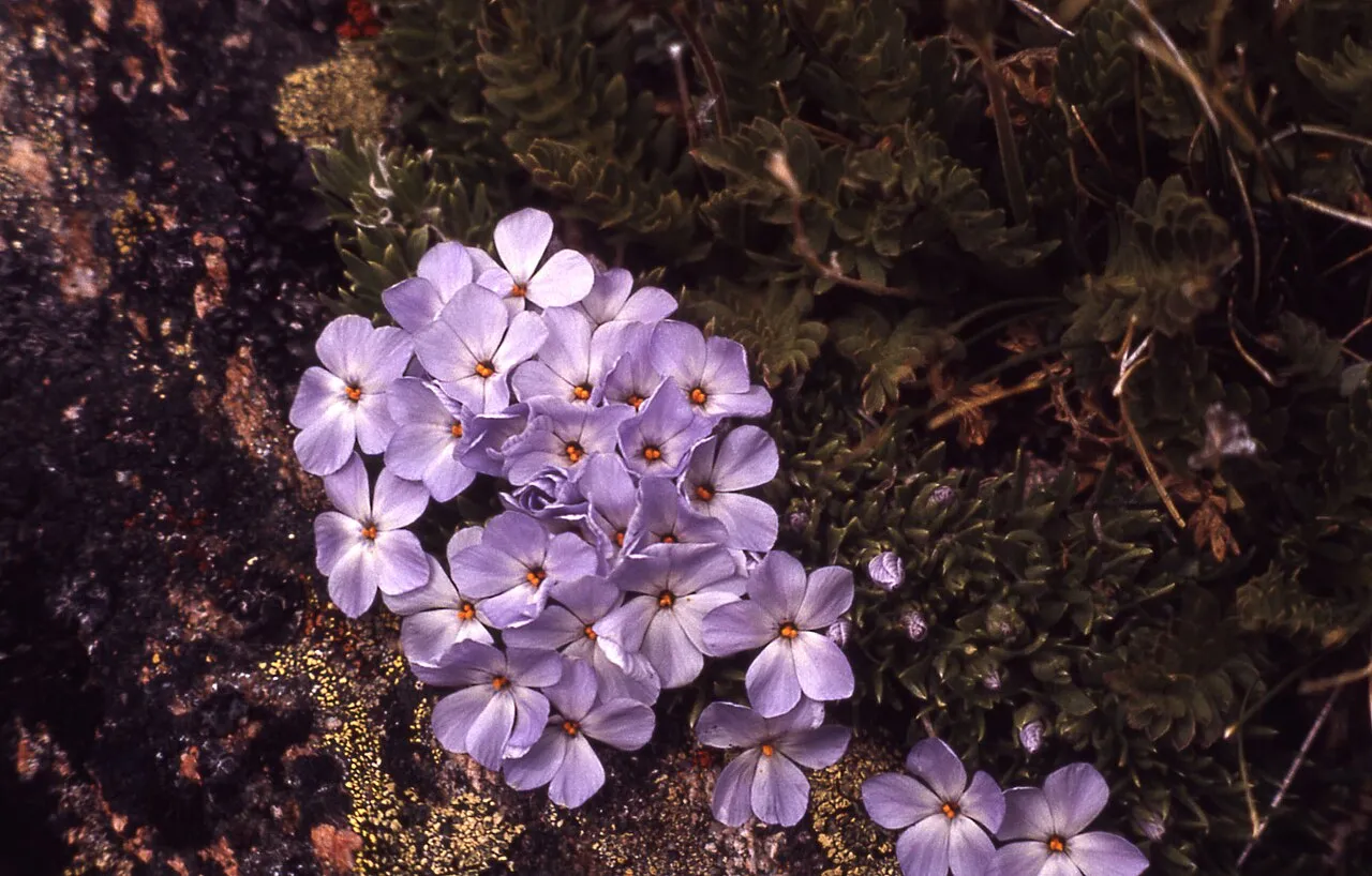 Cushion Phlox — photo by JR Douglass