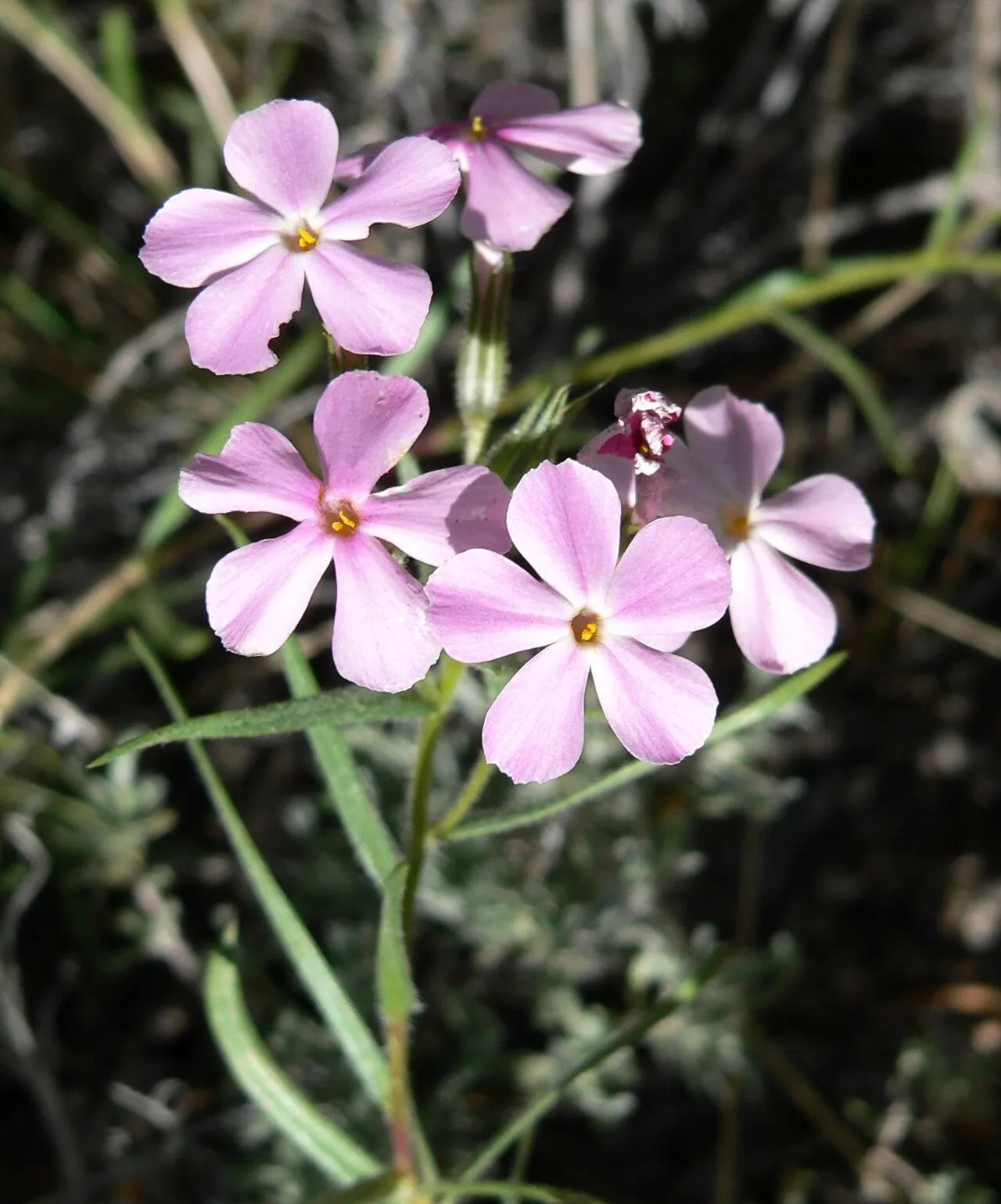 Cold-desert Phlox (subsp. superba) — photo by Stan Shebs