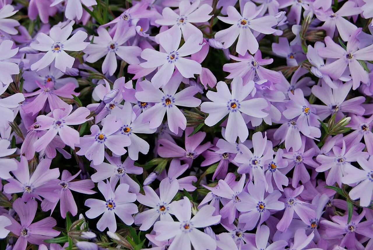 Moss Phlox — photo by UpstateNYer