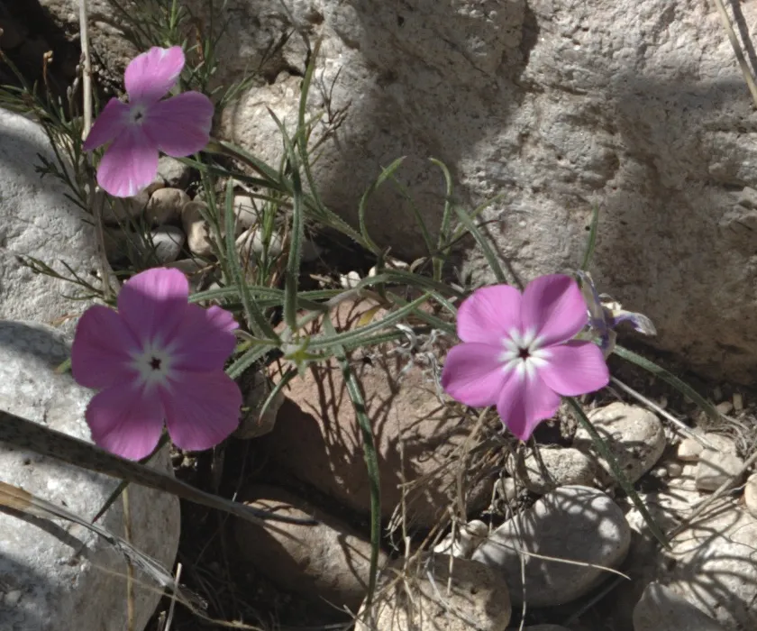 Threeseed Phlox — photo by JerryFriedman