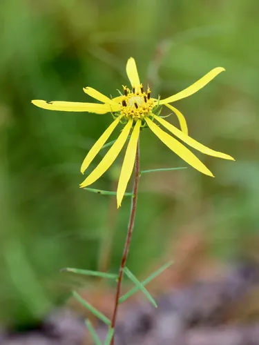 Pineland False Sunflower