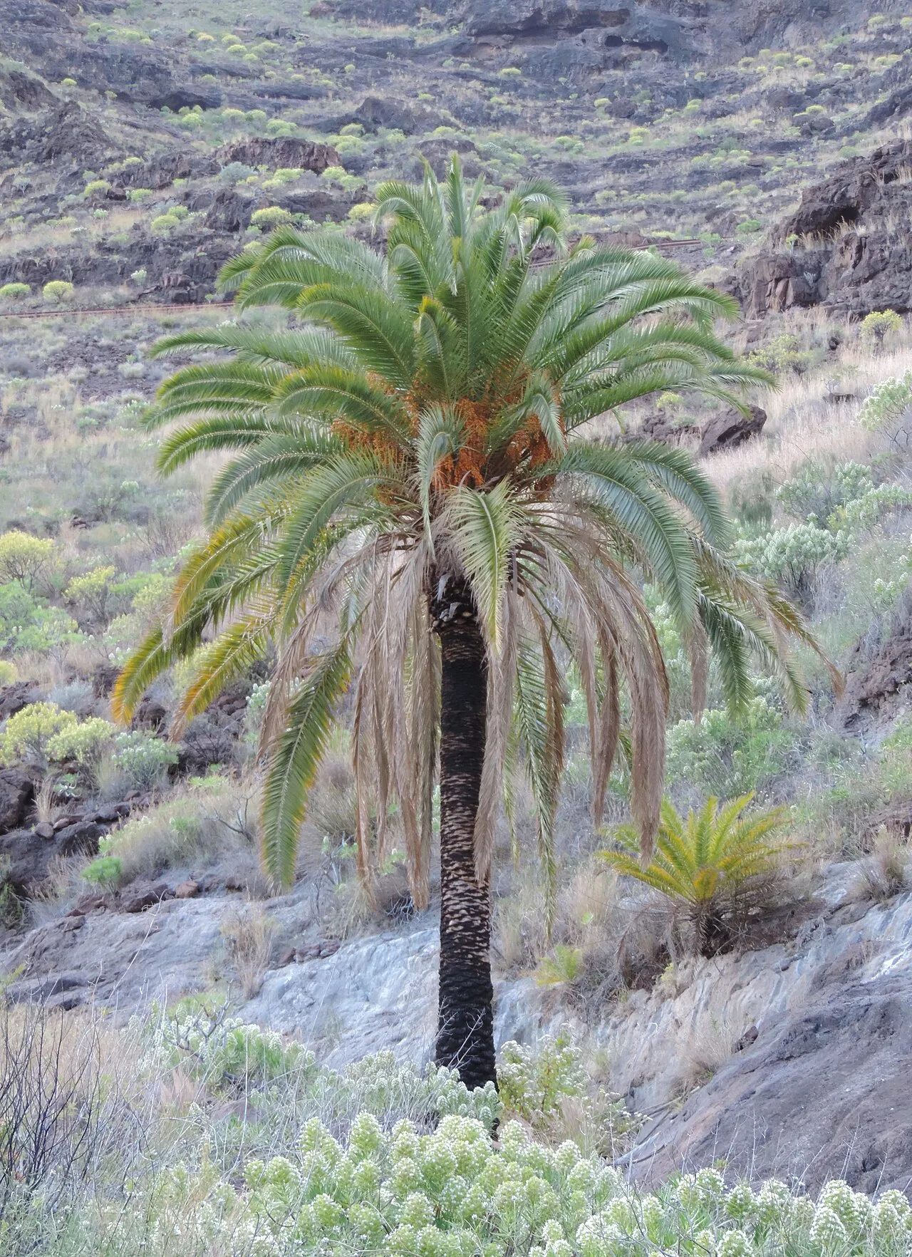 Canary Island Date Palm — photo by Krzysztof Ziarnek, Kenraiz