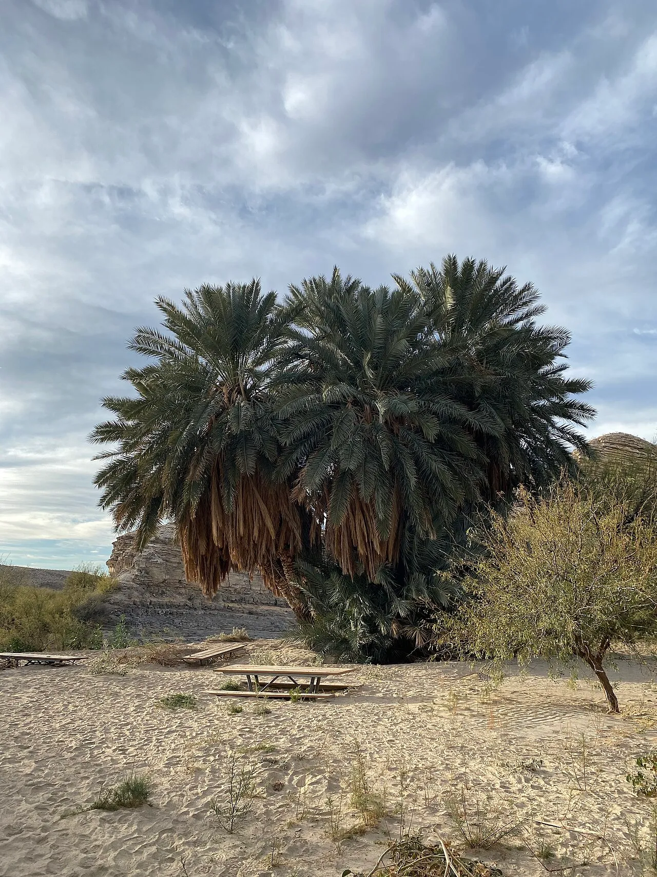 Date Palm — photo by EJ Burns