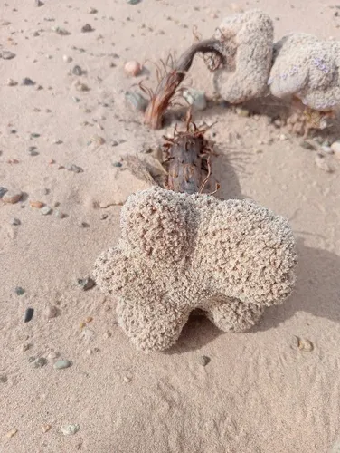 Sandfood — photo by Mariana GV