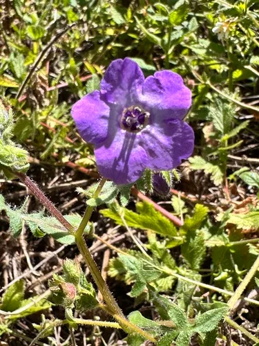 Blue Fiestaflower — photo by Leah Gardner