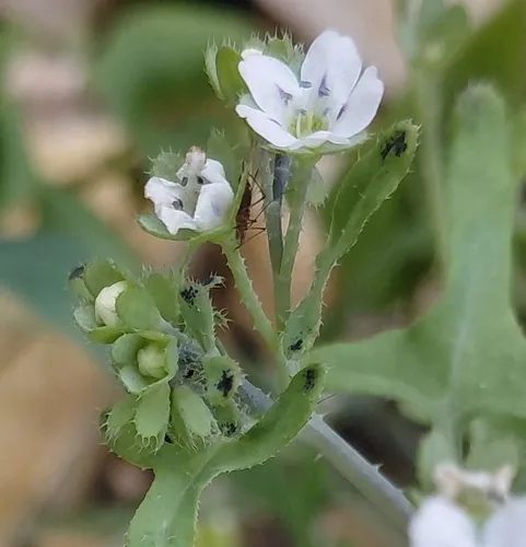White Fiestaflower