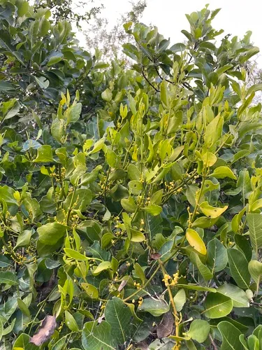 Goldenfruit Mistletoe — photo by Steve Maldonado Silvestrini