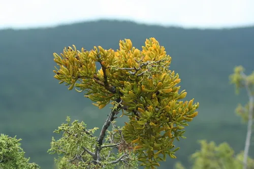 Bollean Mistletoe