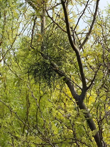 Mesquite Mistletoe — photo by Aaron Liston