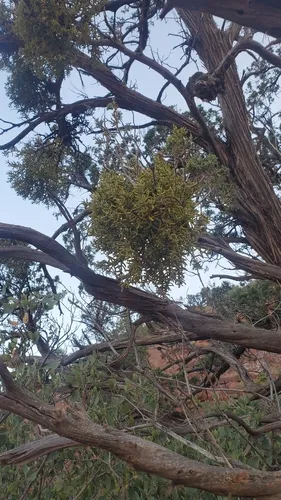 Downy Mistletoe — photo by sundrymunity