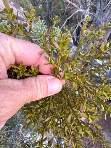 Dense Mistletoe — photo by jrebman
