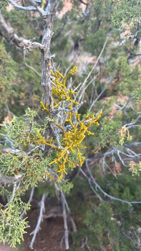 Juniper Mistletoe