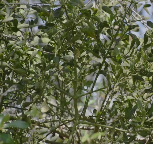 Oak Mistletoe