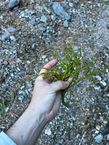 Incense Cedar Mistletoe — photo by Justin Felder