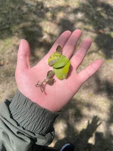 Colorado Desert Mistletoe — photo by Johnnydz0707