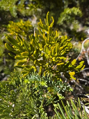 Fir Mistletoe — photo by tigran82