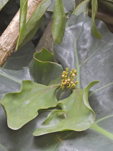 Bigleaf Mistletoe