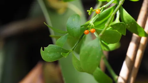 Angled Mistletoe