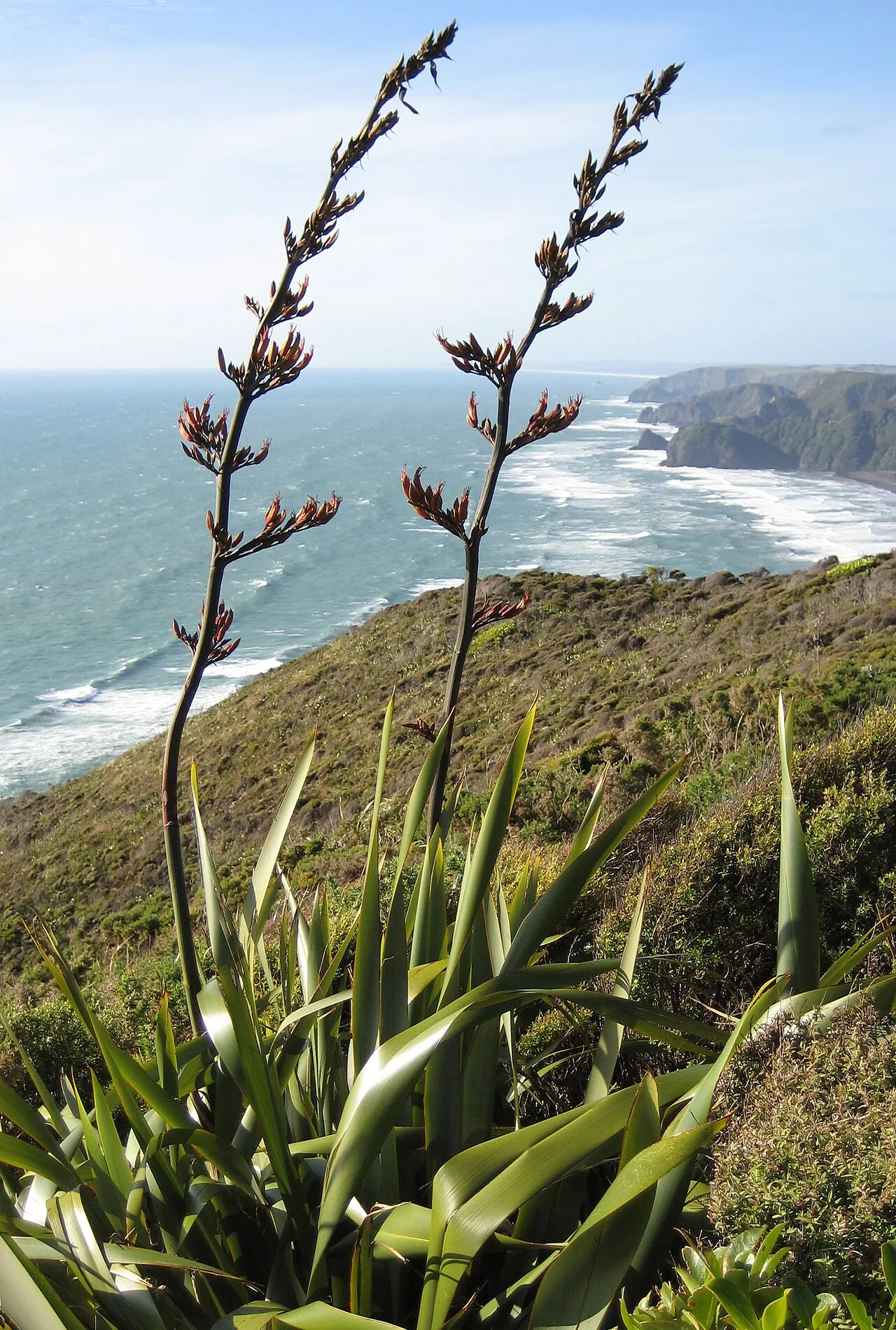 New Zealand Flax — photo by Kahuroa