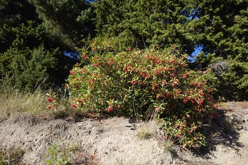 Chinese Photinia — photo by Jon Sullivan