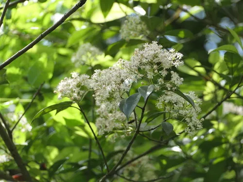 Japanese Photinia
